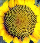 girasol
